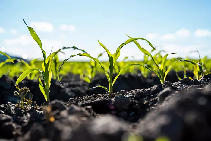 young wheat shoots in a field