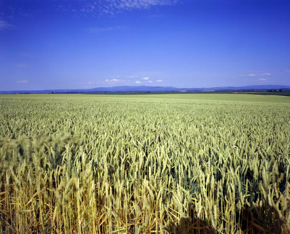 Vegetal-based products  and green chemistry